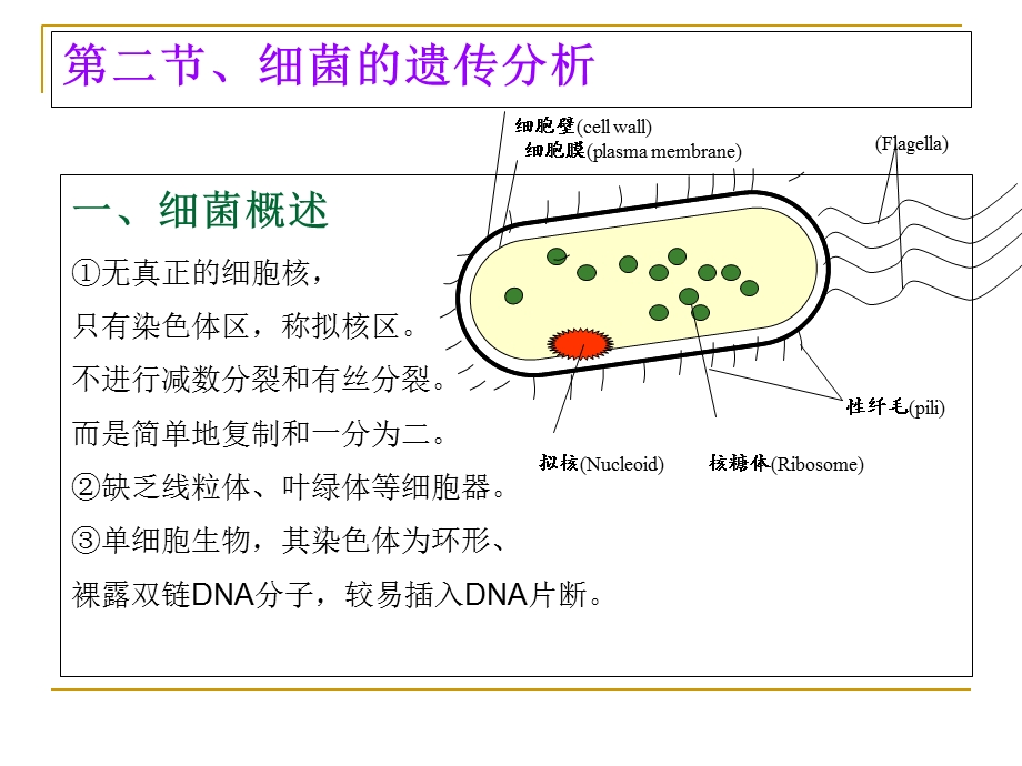 第五章细菌和噬菌体的重组和连锁文档资料.ppt_第2页