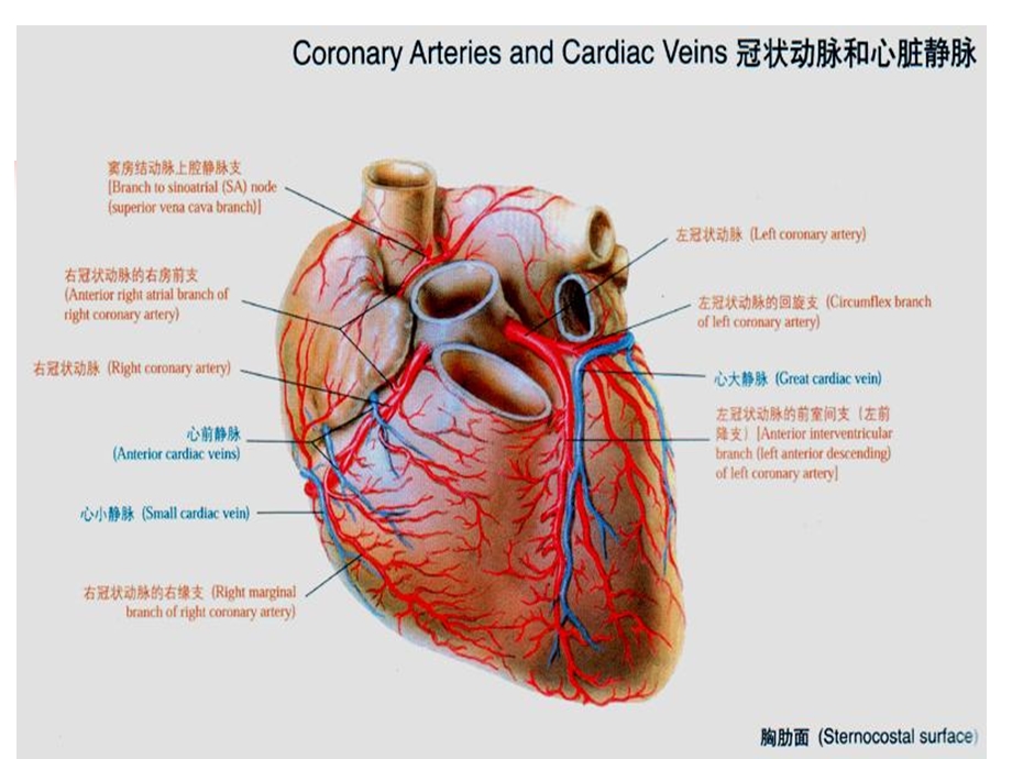 最新学术介入心脏病学心血管病介入治疗PPT文档.ppt_第3页