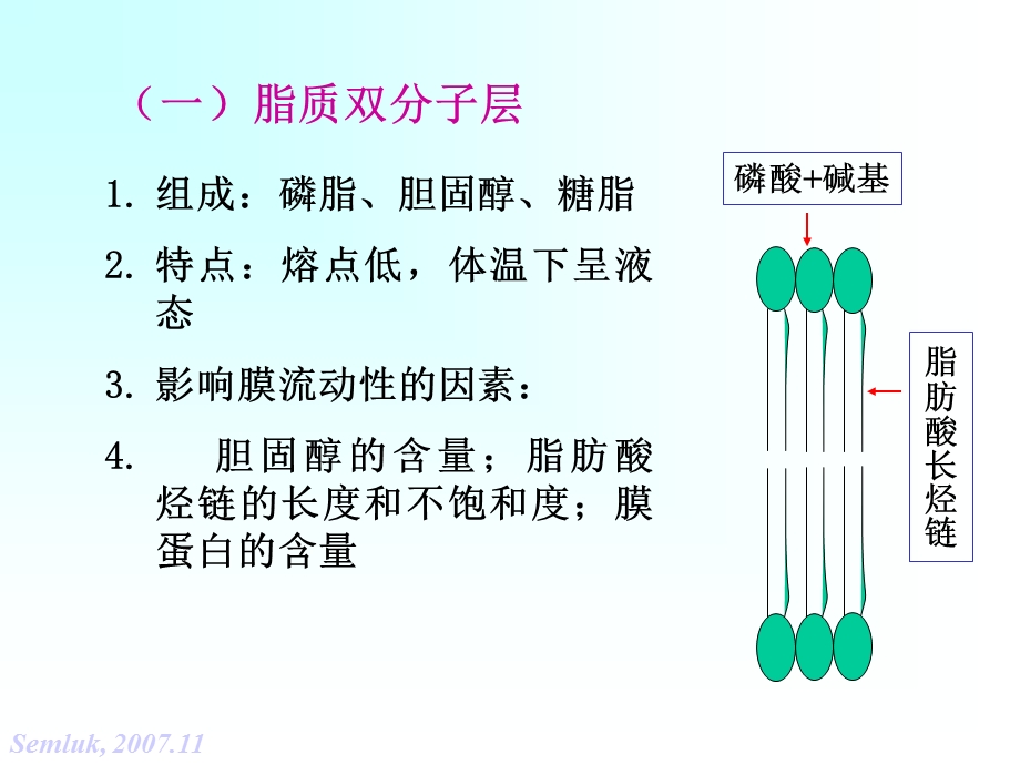 第二章细胞的基本功能2文档资料.ppt_第3页