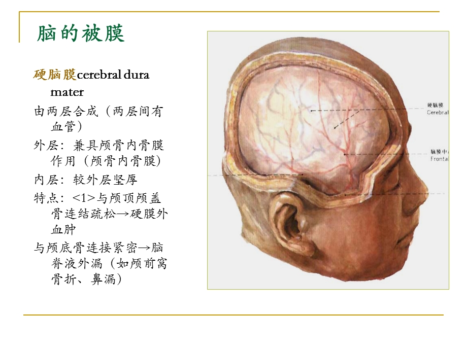 最新脑血管被膜PPT文档.ppt_第3页