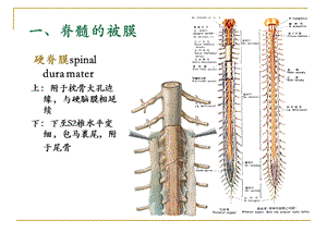 最新脑血管被膜PPT文档.ppt