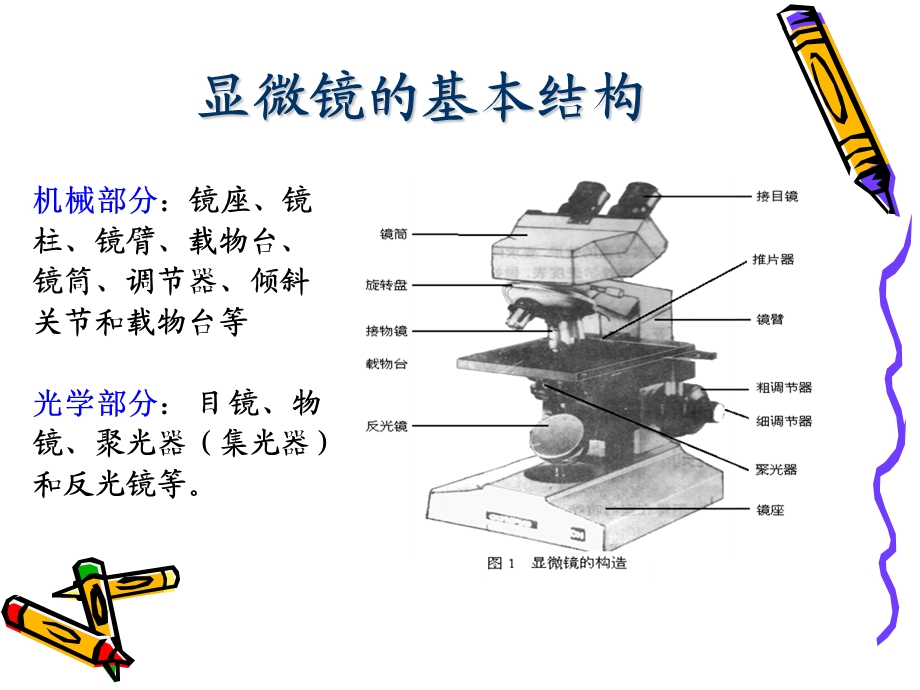 最新油镜使用和细菌基本形态特殊结构PPT文档.ppt_第3页