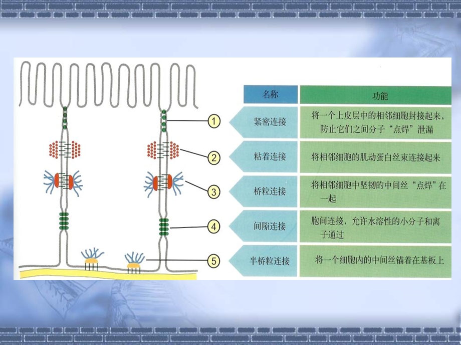 最新医学细胞生物学细胞膜与物质的跨膜转运第三讲赵崴PPT文档.ppt_第1页