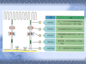 最新医学细胞生物学细胞膜与物质的跨膜转运第三讲赵崴PPT文档.ppt