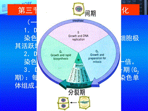 植物学24植物细胞文档资料.ppt