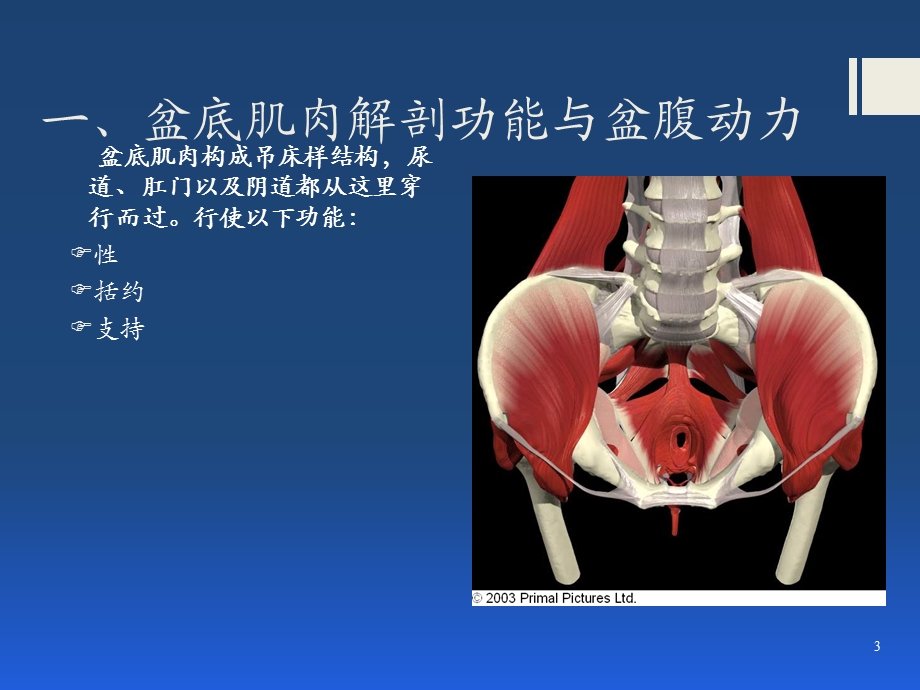 最新：盆底解剖及疾病基础ppt课件文档资料.pptx_第3页