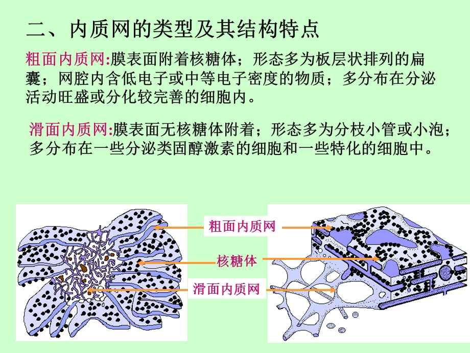 大学医学细胞生物学内膜系统上PPT课件.ppt_第3页