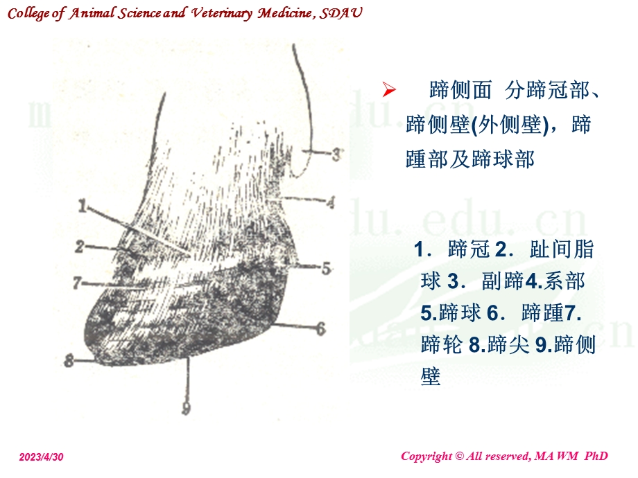 动物外科学奶牛蹄病PPT课件文档资料.ppt_第2页