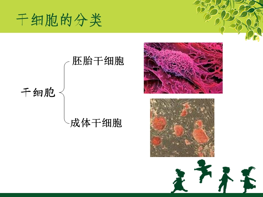 干细胞及其临床应用pblPPT文档.ppt_第3页