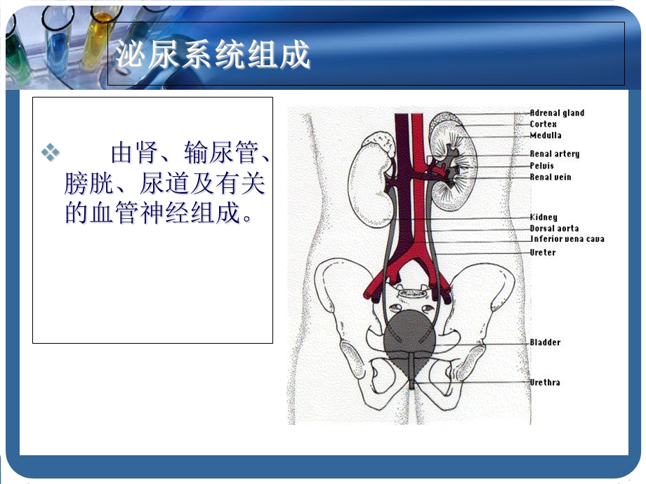 内科学泌尿系统疾病总论精选文档.ppt_第2页