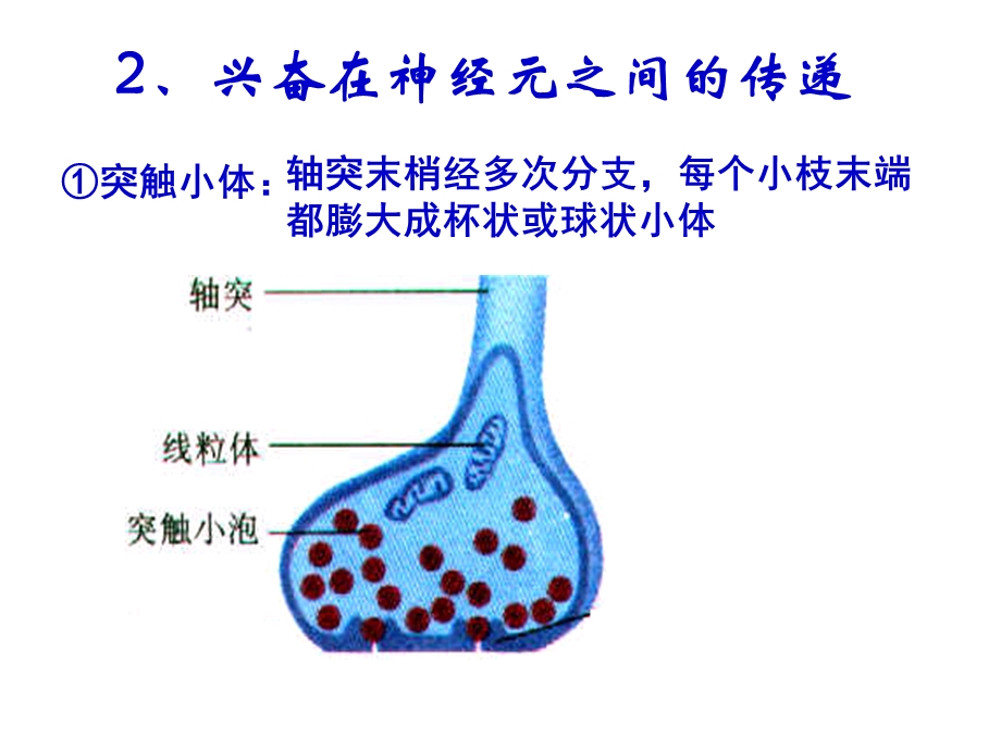 兴奋在细胞间的传递图文并茂PPT文档.ppt_第1页