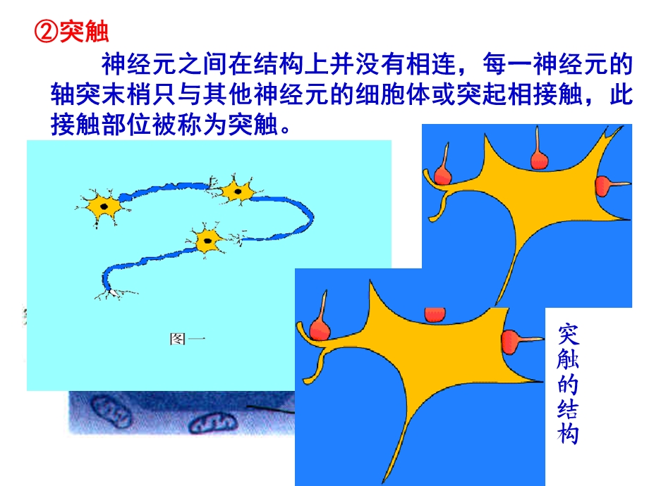 兴奋在细胞间的传递图文并茂PPT文档.ppt_第2页