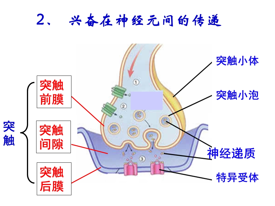 兴奋在细胞间的传递图文并茂PPT文档.ppt_第3页