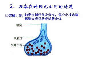 兴奋在细胞间的传递图文并茂PPT文档.ppt