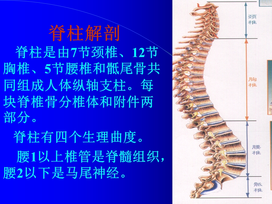 最新：骨科课件脊柱不稳的诊断治疗文档资料.ppt_第2页