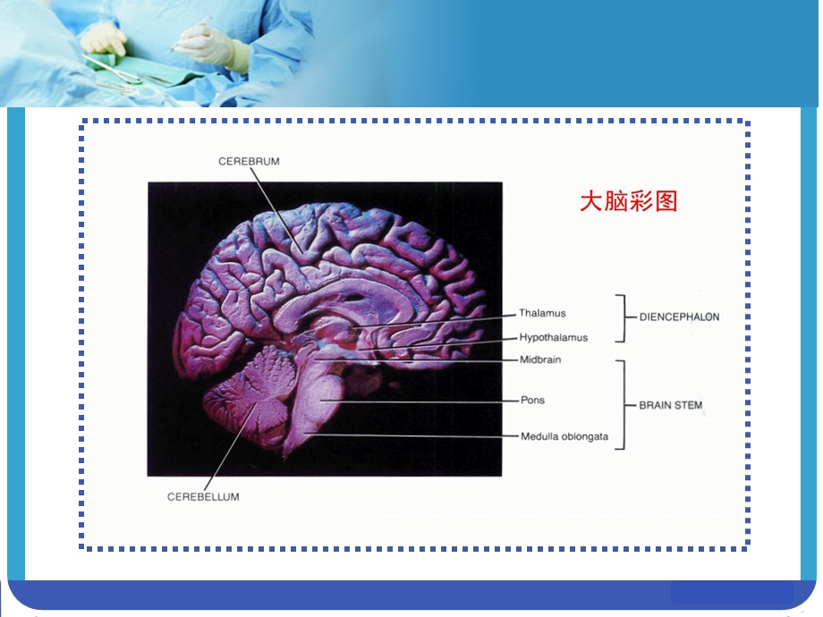 垂体课件内分泌科PPT课件.ppt_第1页