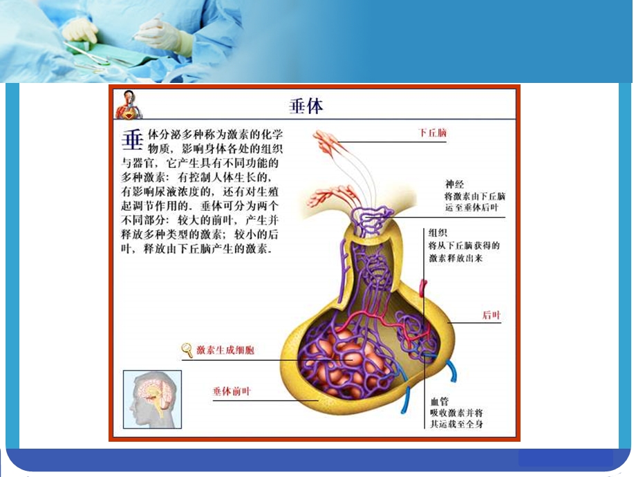 垂体课件内分泌科PPT课件.ppt_第2页