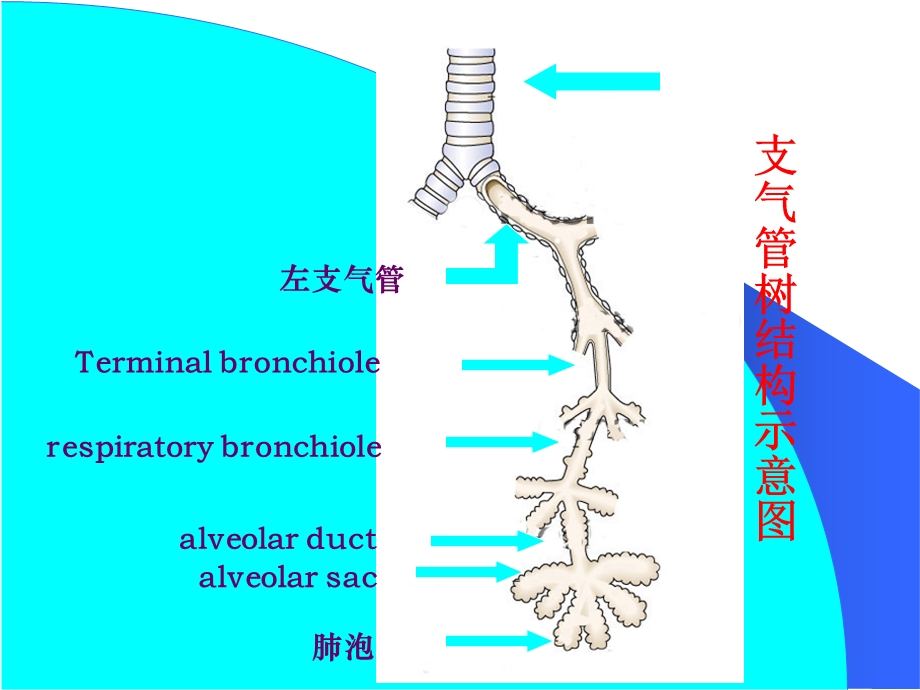 呼吸系疾病课件文档资料.ppt_第2页