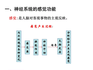 第四章神经系统3文档资料.ppt