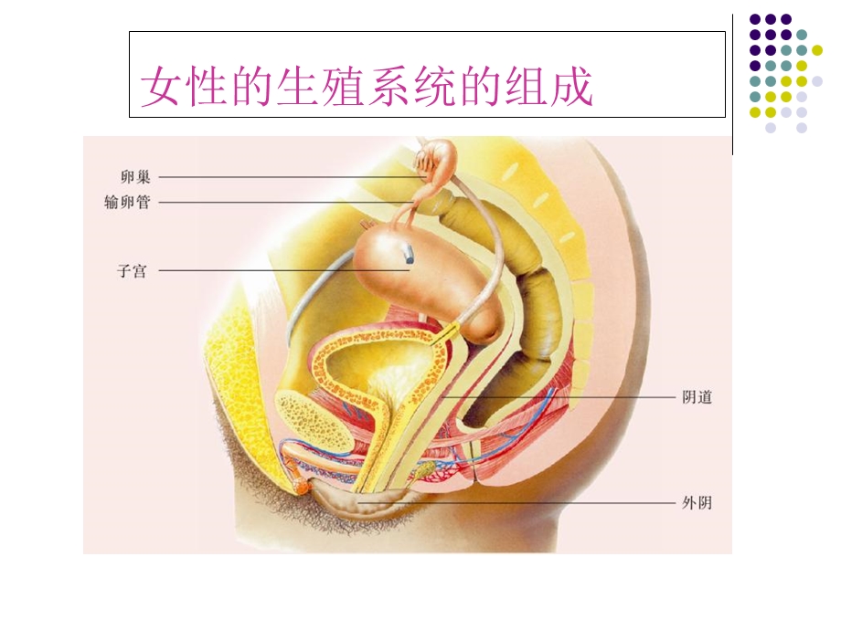 学校女生青期保健健康教育课件文档资料.ppt_第2页