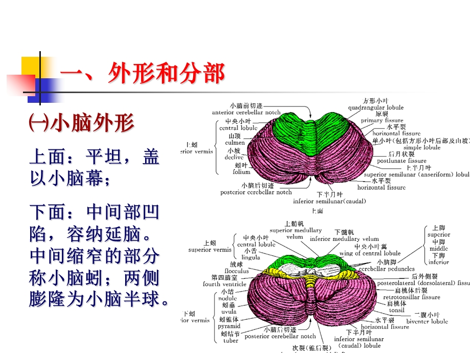 23中枢神经系统四精选文档.ppt_第2页