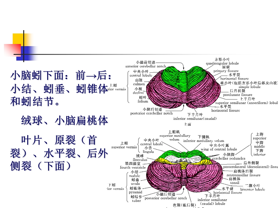 23中枢神经系统四精选文档.ppt_第3页