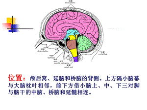 23中枢神经系统四精选文档.ppt