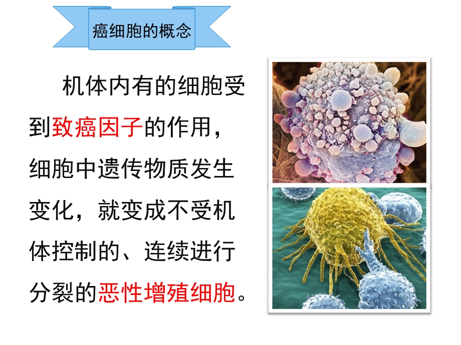 最新：细胞的癌变文档资料.ppt_第3页