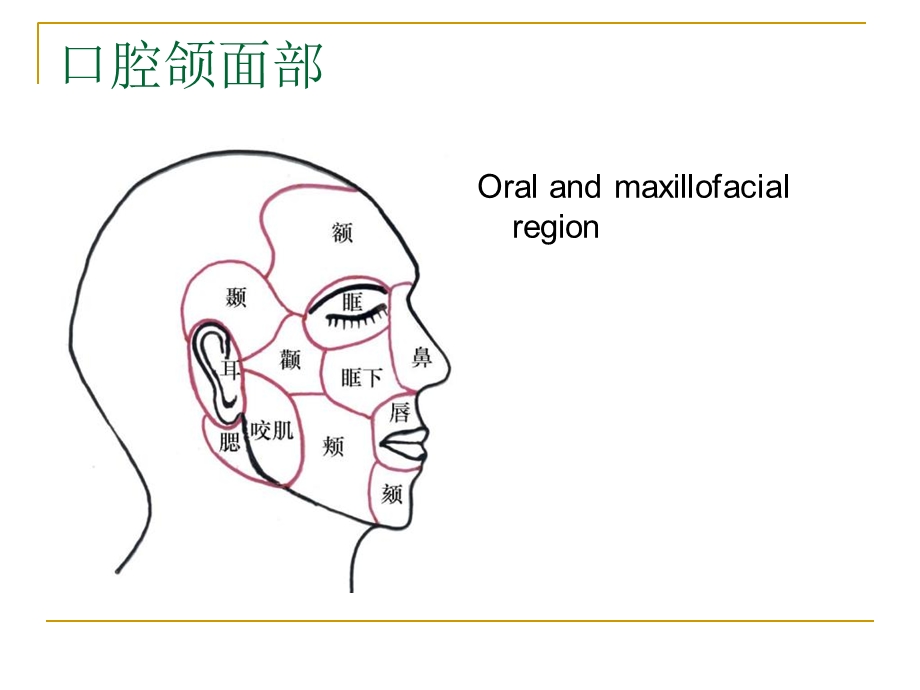 口腔解剖和生理文档资料.ppt_第1页