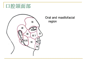 口腔解剖和生理文档资料.ppt