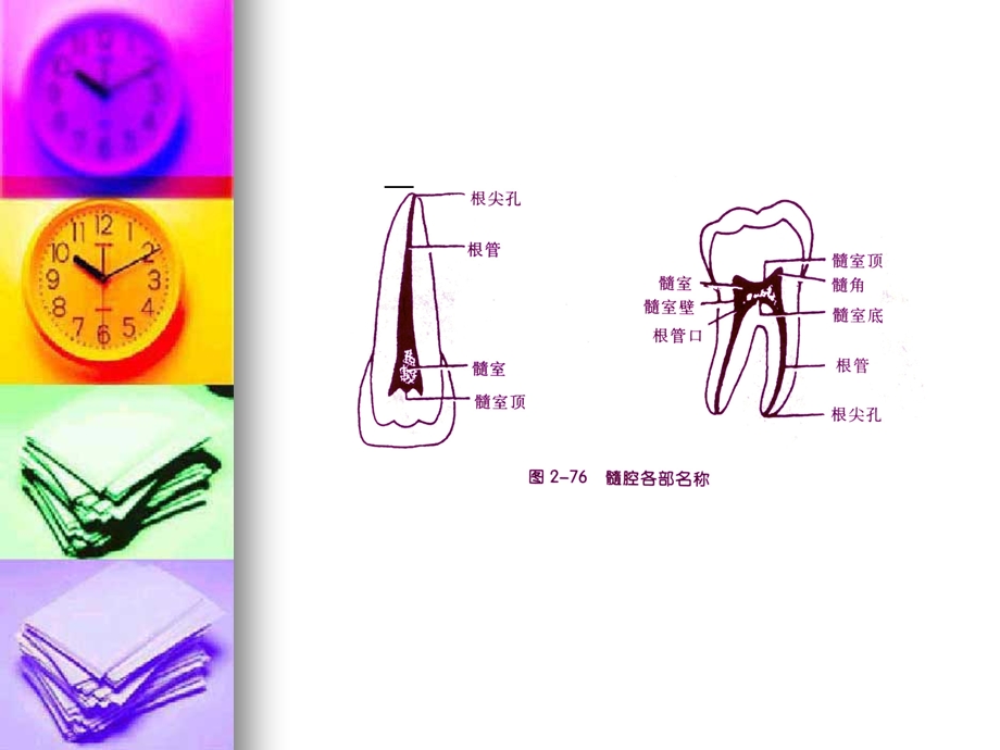 口腔牙体髓解剖PPT文档.ppt_第2页