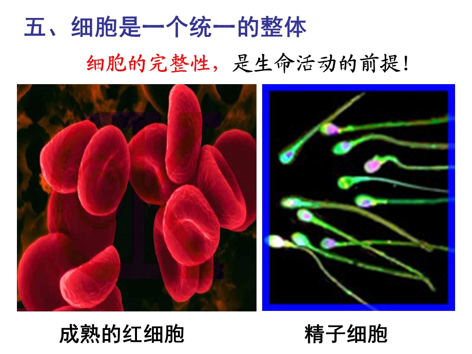 最新：必修一第三章细胞代谢1文档资料.ppt_第3页