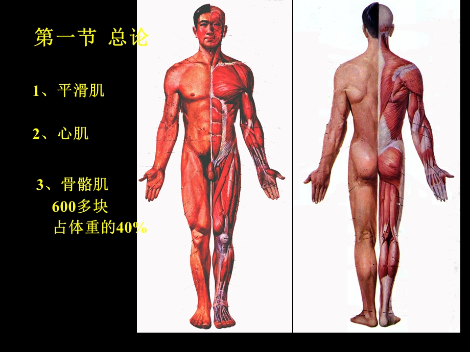 最新：骨骼肌分析课件文档资料.ppt_第1页