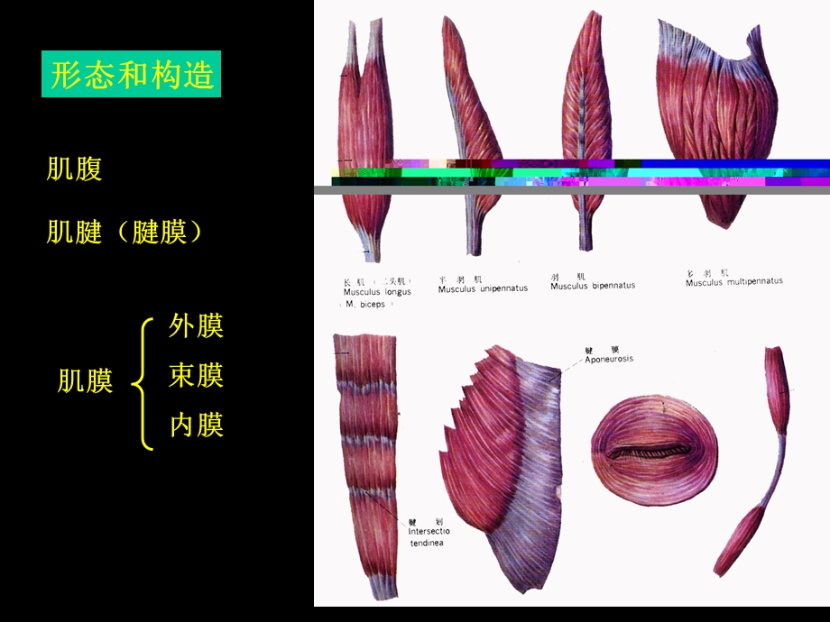 最新：骨骼肌分析课件文档资料.ppt_第2页