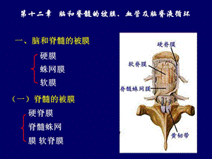 最新：脑脊髓、血管、被膜、脑脊液1文档资料.ppt