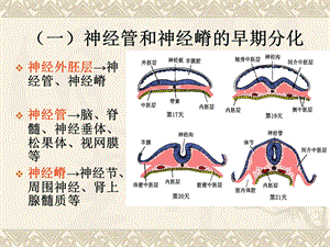 最终26神经系统发生精选文档.ppt