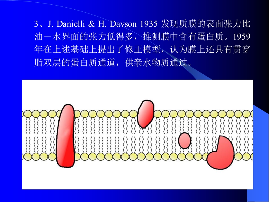 最新最新4细胞质膜PPT文档PPT文档.ppt_第3页