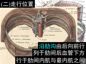 最新脊神经四、胸N前支课件PPT文档.ppt