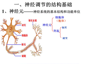 最新通过神经系统的调节讲课文稿完成PPT文档.ppt