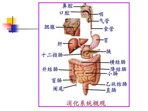 最新：上消化道大出血病人的护理ppt课件文档资料.ppt