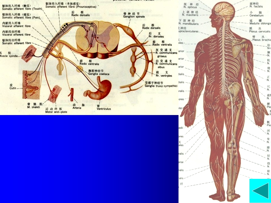 神经解剖神经总论脊髓外形文档资料.ppt_第1页