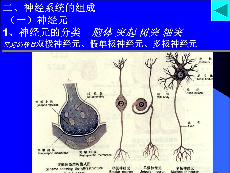 神经解剖神经总论脊髓外形文档资料.ppt_第2页