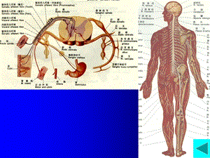 神经解剖神经总论脊髓外形文档资料.ppt