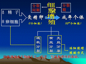 最新生物：51细胞增殖课件苏教版必修1PPT文档.ppt