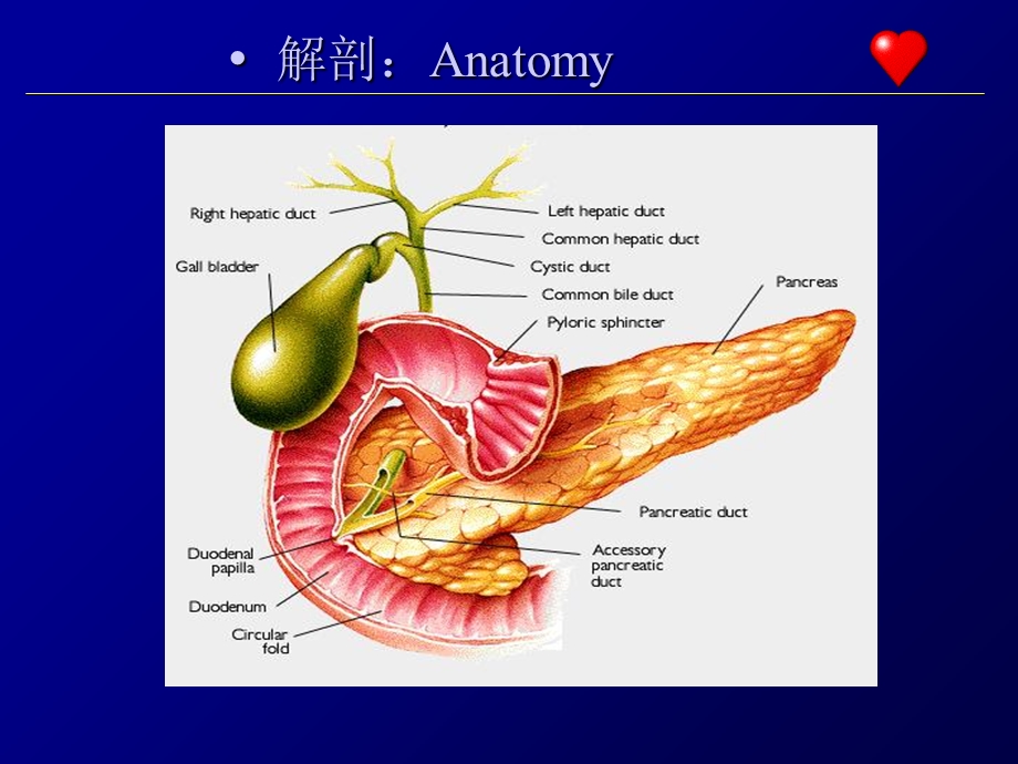 急性胰腺炎(课件)文档资料.ppt_第2页