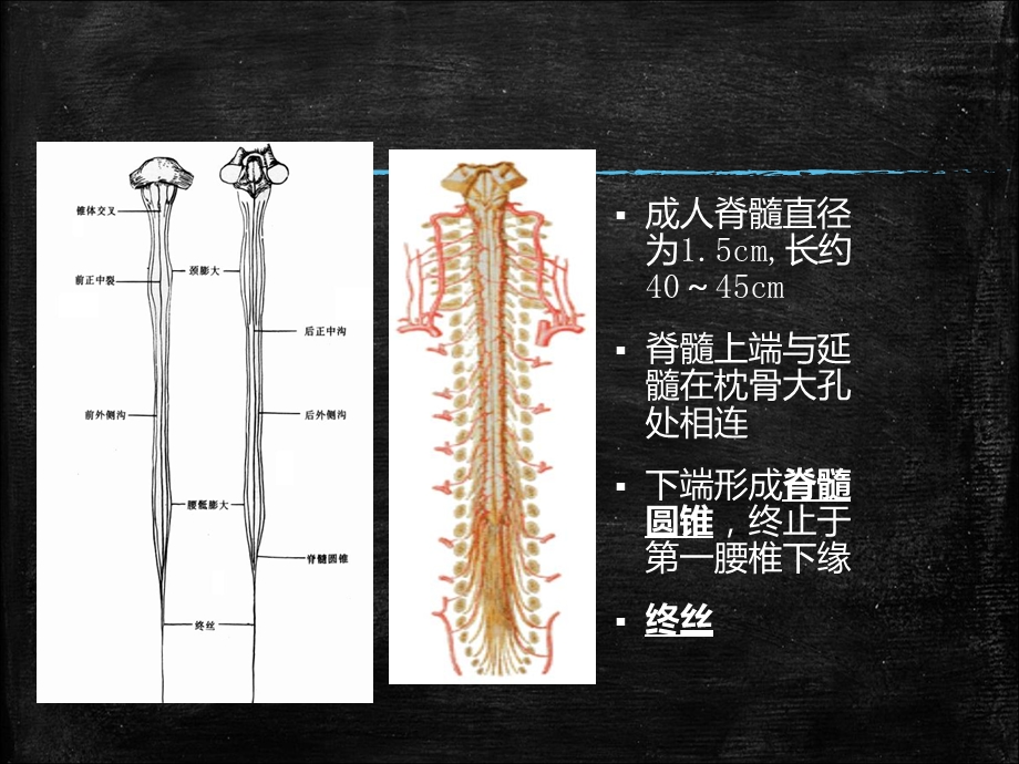 最新：脊髓损伤的康复护理罗宇ppt课件文档资料.ppt_第3页