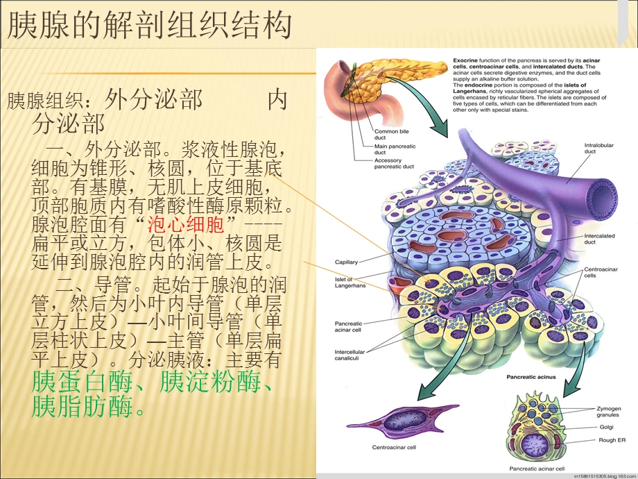 胰腺的组织解剖文档资料.ppt_第1页