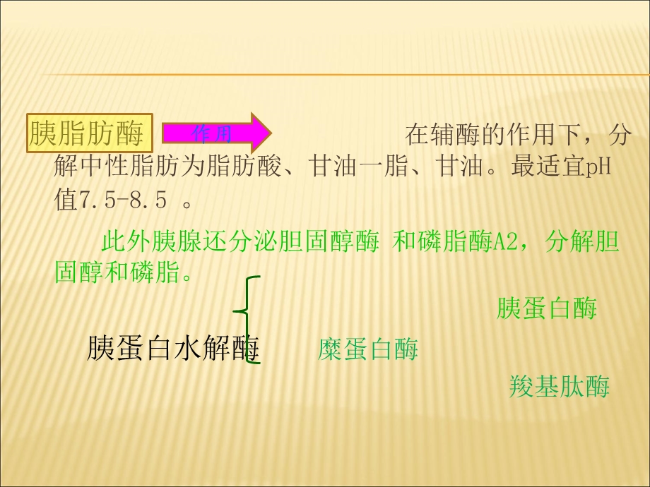 胰腺的组织解剖文档资料.ppt_第3页