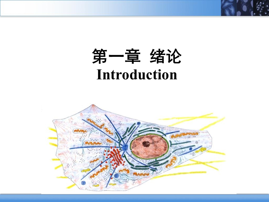 医学细胞生物学版1绪论PPT文档.ppt_第3页