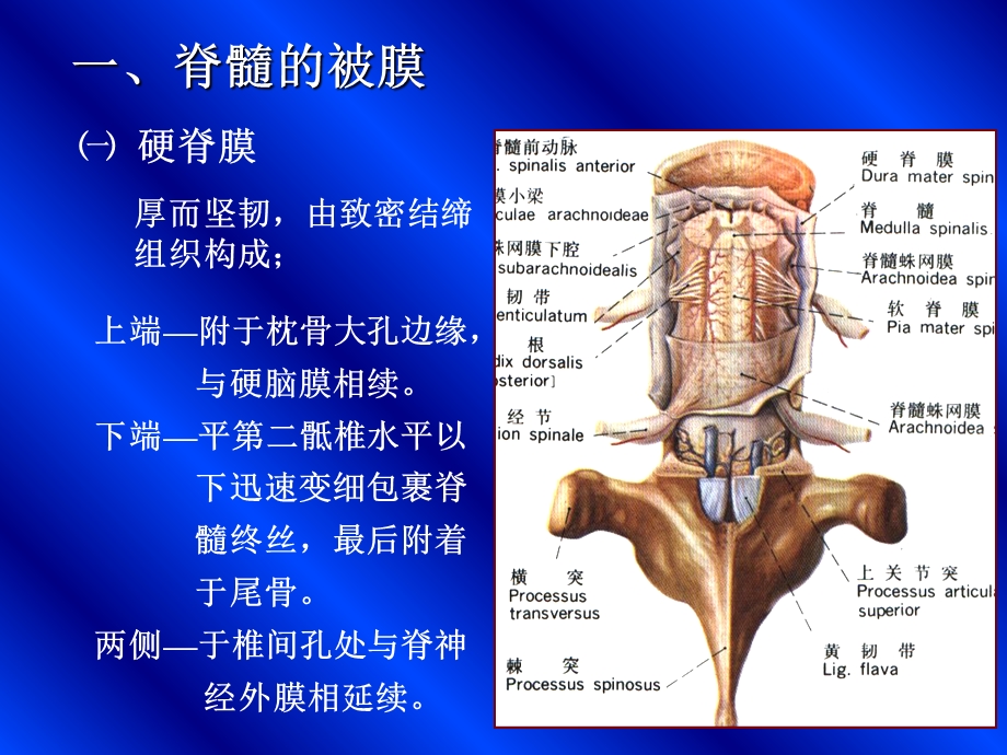 最新5脑和脊髓的被膜PPT文档.ppt_第1页